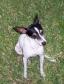 Toy Fox Terrier (3).jpg