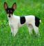 Toy Fox Terrier.jpg