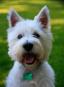 WEST HIGHLAND WHITE TERRIER (1).jpg