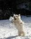 WEST HIGHLAND WHITE TERRIER (3).jpg