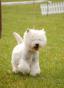 WEST HIGHLAND WHITE TERRIER (4).jpg