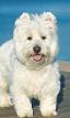 WEST HIGHLAND WHITE TERRIER (5).jpg