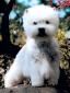 WEST HIGHLAND WHITE TERRIER.jpg