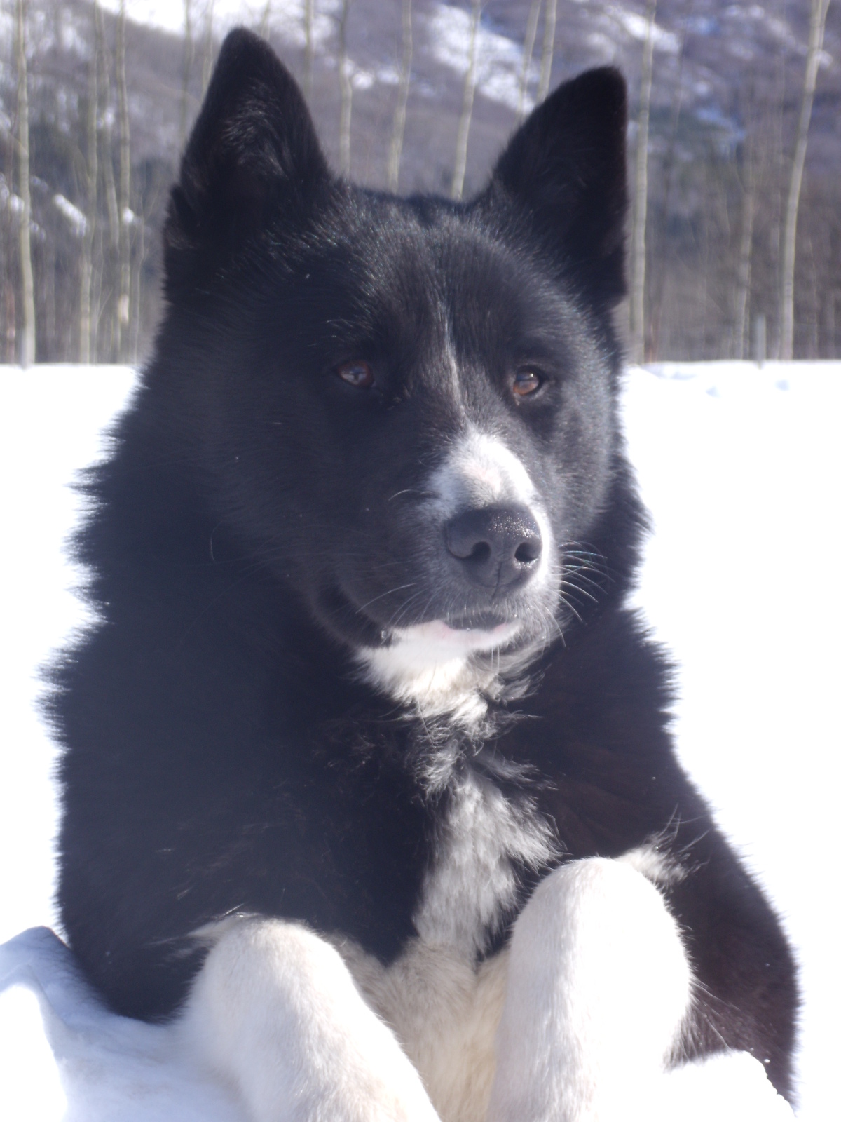 Karelian Bear Dog Breed Information History Health Pictures And More