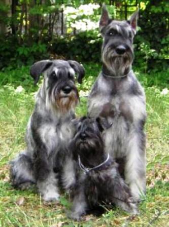 different types of schnauzers