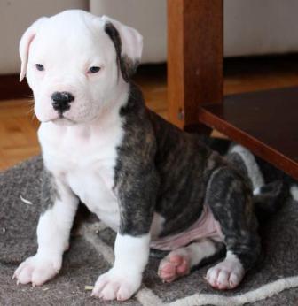 American Bulldog Breed Information History Health Pictures And More