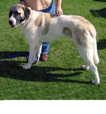 are anatolian shepherd dog hypoallergenic