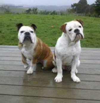 Australian Bulldog Breed Information History Health Pictures And More