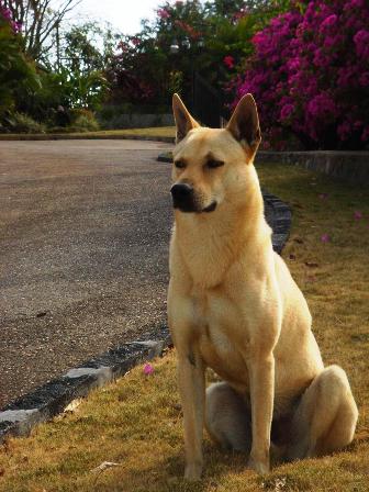 how much do canaan dog puppies cost