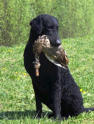 are curly coated retrievers prone to joint problems