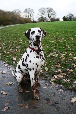 is dalmatian a dangerous dog