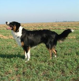 English Shepherd Breed Information History Health Pictures And More