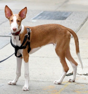 Ibizan Hound Breed Information: History, Health, Pictures ...