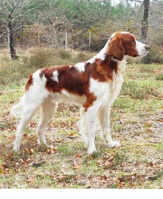 Irish Red and White Setter Breed Information: History ...