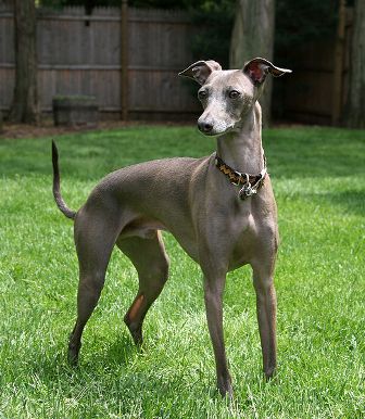 are greyhounds aggressive dogs