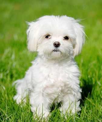 Maltese Breed Information: History, Health, Pictures, and more