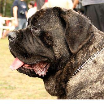 are english mastiffs polite