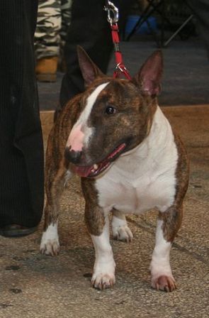 Bull Terrier (Miniature) Breed Information: Pictures, more