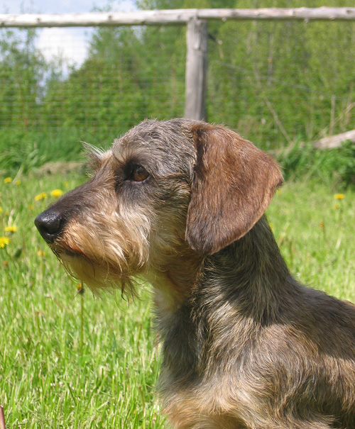 mini wire haired terrier