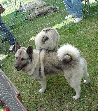 are norwegian elkhounds good with other dogs