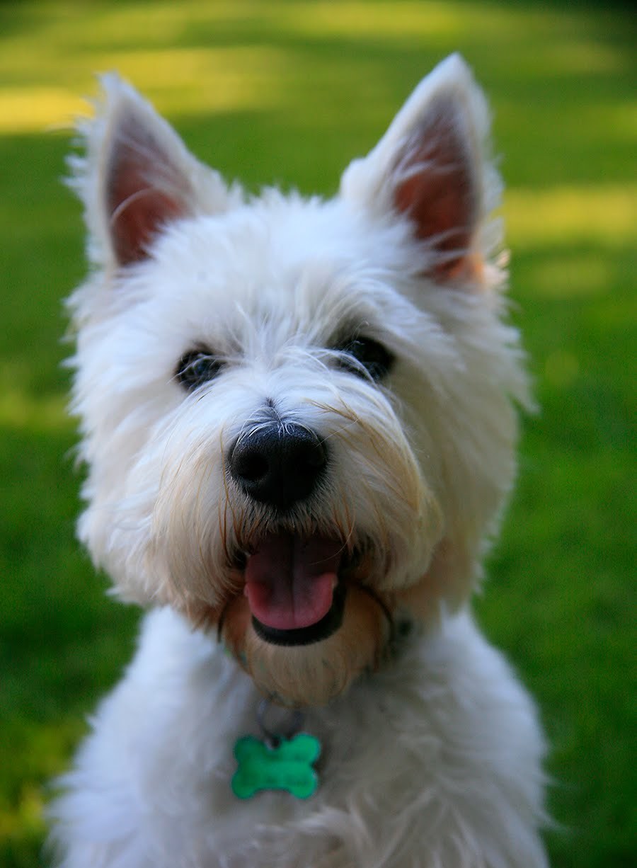 West Highland White Terrier Breed Information History Health Pictures And More