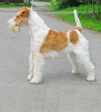 what does a wire fox terrier look like