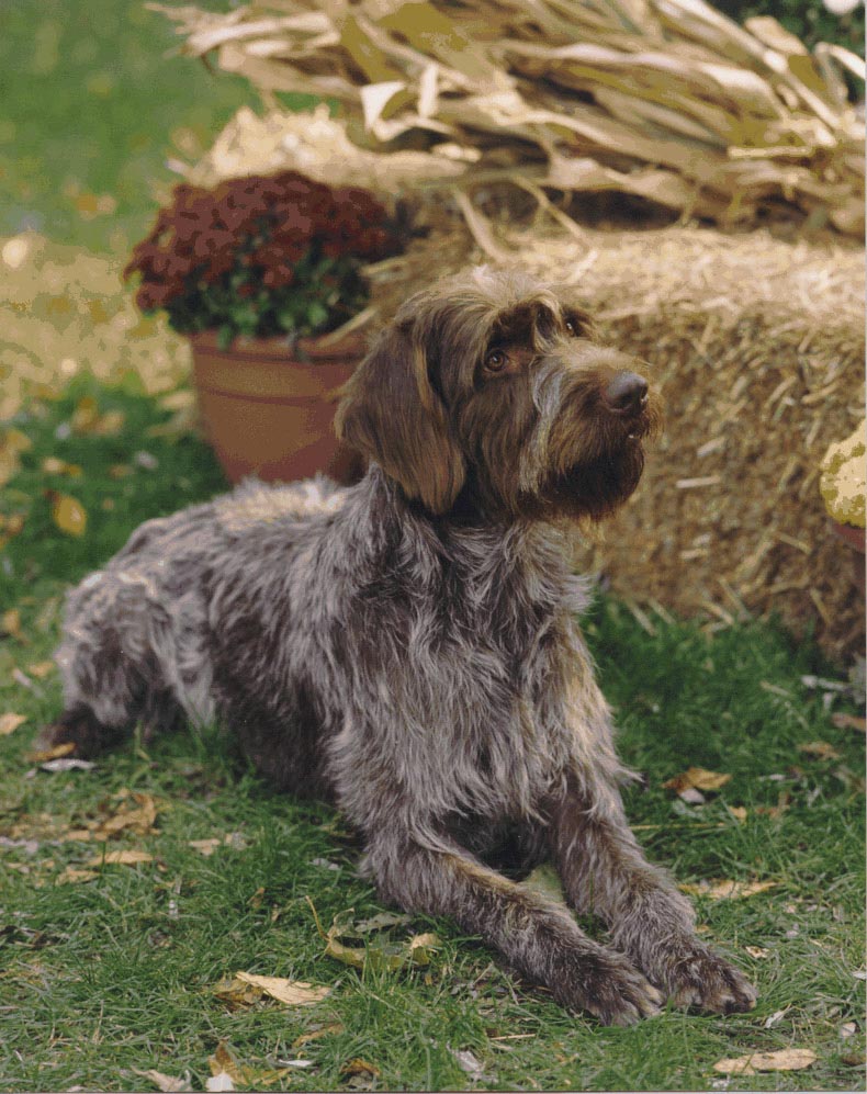Wirehaired Pointing Griffon Breed Information: History ...
