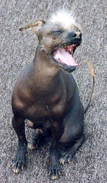 Mexican Hairless Dog ( Xoloitzcuintli ) Breed Information ...