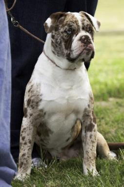 Alapaha Blue Blood Bulldog (1).jpg