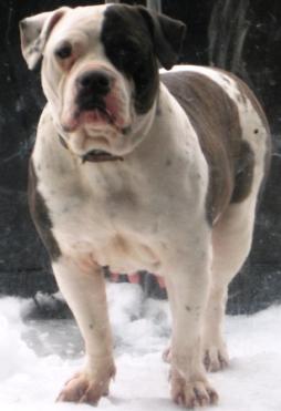 Alapaha Blue Blood Bulldog (8).JPG