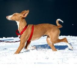 Ibizan Hound Breed Information: History, Health, Pictures ...